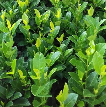 Sazenice Prunus laurocerasus Obelisk 30/40 cm