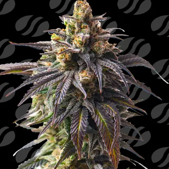 Semeno Original Sensible Seeds - Velvet Drip Auto 1 ks