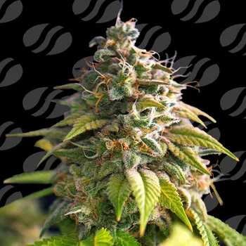 Semeno Original Sensible Seeds - Citrus Slurp 1 ks