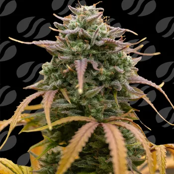 Semeno Original Sensible Seeds - Pineapple Pulse Auto 5 ks