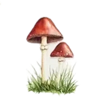 samolepka Samolepky - houby IX (sada 5 ks)