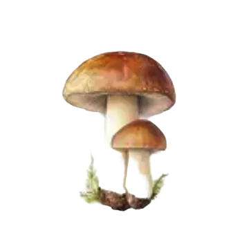 samolepka Samolepky - houby I (sada 5 ks)