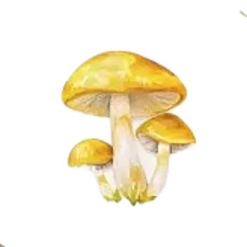 samolepka Samolepky - houby V (sada 5 ks)