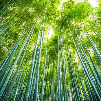 Mýdlo Japanese Bamboo - vůně na výrobu mýdel (Japonský bambus - vůně do mýdlového základu)