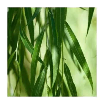 Mýdlo Willow Rain - vůně na výrobu mýdla (Vrbové pruty - vůně do mýdlového základu)