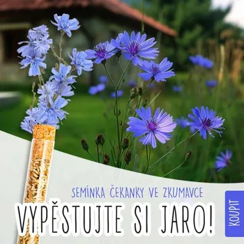 Travní směs Květinová zkumavka - čekanka obecná