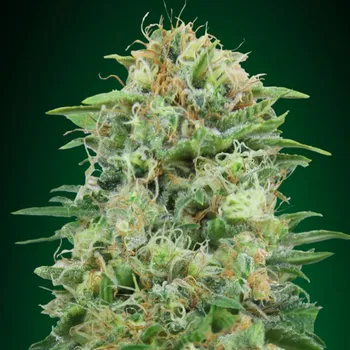 Semeno 00 Seeds Bank - White Widow CBD 3 ks