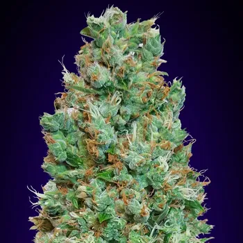 Semeno 00 Seeds Bank - Auto Blueberry 3 ks