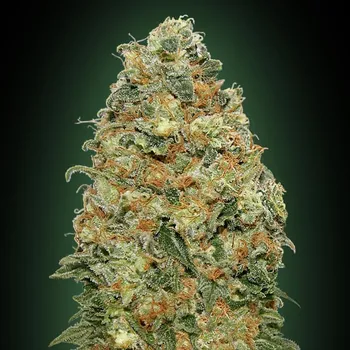 Semeno 00 Seeds Bank - White Widow 3 ks