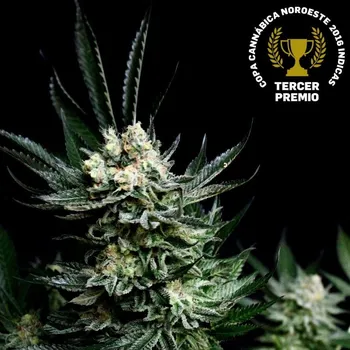 Semeno Absolute Cannabis Seeds - Critigal + 3 ks