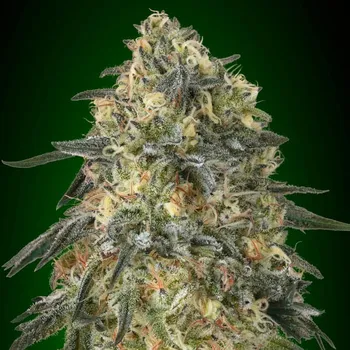 Semeno 00 Seeds Bank - Gorilla 5 ks