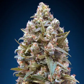 Semeno 00 Seeds Bank - 00 Kush 3 ks