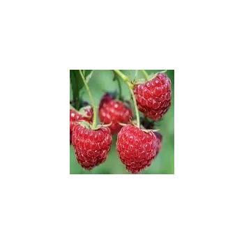 Sazenice Rubus idaeus Willamette 20/30 cm