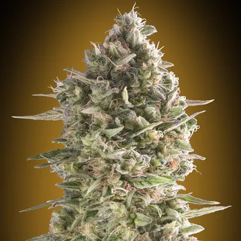 Semeno 00 Seeds Bank - Do-Si-Two Cookies (Do-Si-Dos Cookies) 3 ks