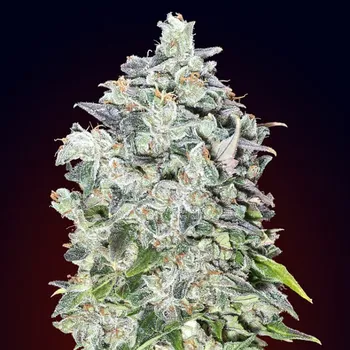 Semeno 00 Seeds Bank - Auto 00 Kush 3 ks