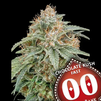 Semeno 00 Seeds Bank - Chocolate Kush Fast 3 ks