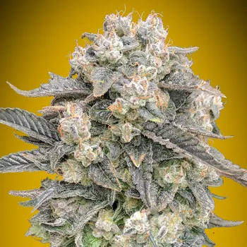 Semeno 00 Seeds Bank - Auto Mimosa 5 ks