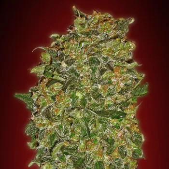 Semeno 00 Seeds Bank - Chocolate Kush 3 ks