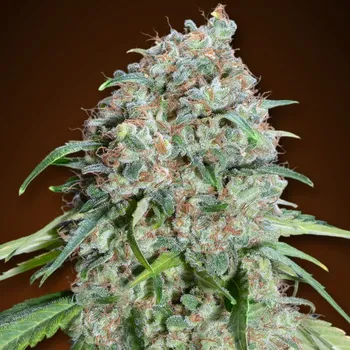 Semeno 00 Seeds Bank - Chocolate Skunk CBD 3 ks