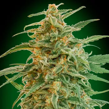 Semeno 00 Seeds Bank - Auto Gorilla 3 ks