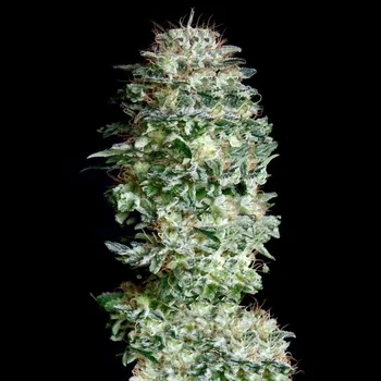 Semeno Absolute Cannabis Seeds - Absolute Herer 5 ks