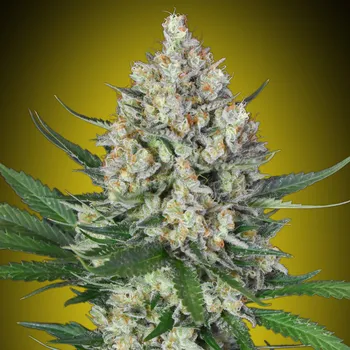 Semeno 00 Seeds Bank - Lemon OG 3 ks