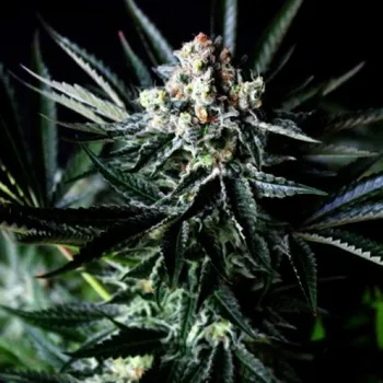 Semeno Absolute Cannabis Seeds - Amazing Auto 3 ks