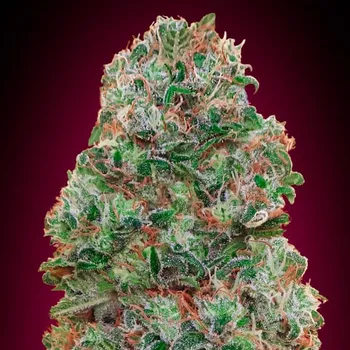 Semeno 00 Seeds Bank - Bubble Gum 3 ks