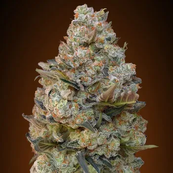 Semeno 00 Seeds Bank - Chocolate Skunk 3 ks