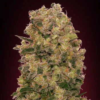 Semeno 00 Seeds Bank - Caramel Kush 3 ks