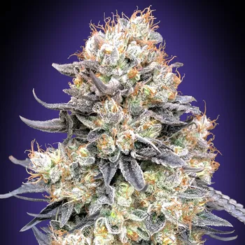 Semeno 00 Seeds Bank - Purple Punch Auto 3 ks