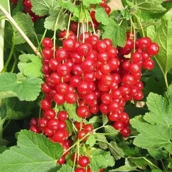 Sazenice Ribes rubrum Detvan 20/30 cm keřový