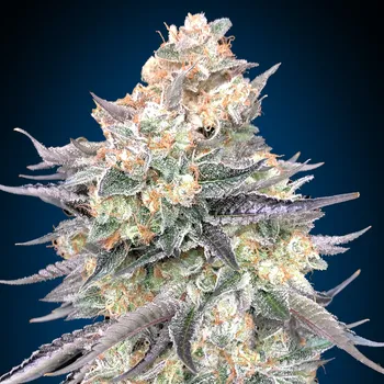 Semeno 00 Seeds Bank - Blue Dream 3 ks