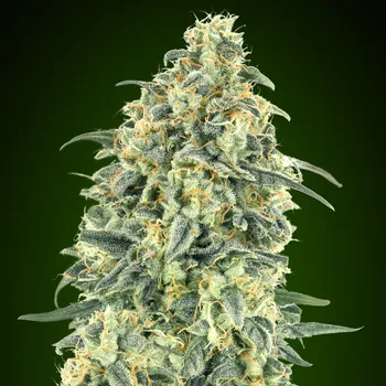 Semeno 00 Seeds Bank - Auto White Widow XXL 3 ks