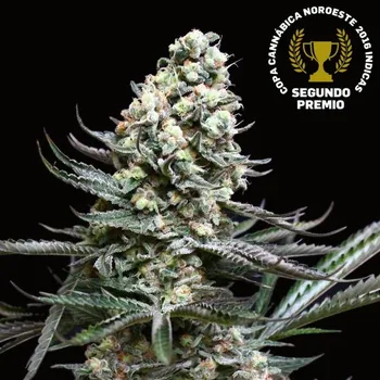Semeno Absolute Cannabis Seeds - Nordés 1 ks