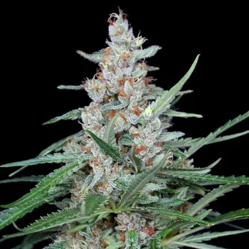 Semeno Absolute Cannabis Seeds - Utopia 25 ks