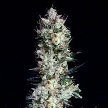 Semeno Absolute Cannabis Seeds - Rittus Haze 1 ks