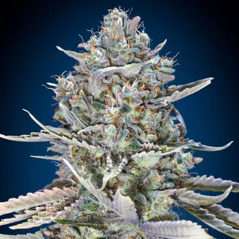 Semeno 00 Seeds Bank - Blue Dream Fast 3 ks