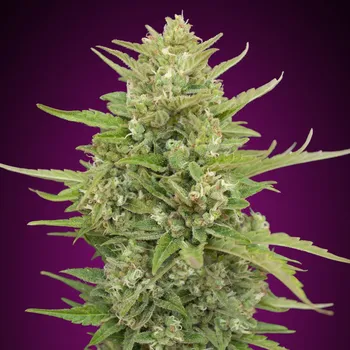 Semeno 00 Seeds Bank - Auto Super Skunk 3 ks