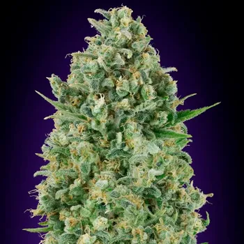 Semeno 00 Seeds Bank - Critical Poison 3 ks