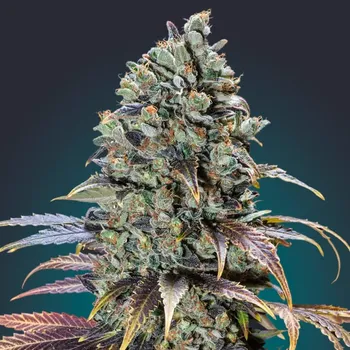 Semeno 00 Seeds Bank - Chocolate Cream 3 ks