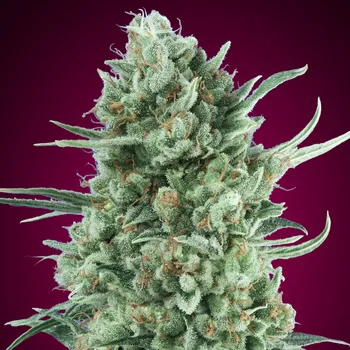 Semeno 00 Seeds Bank - Auto Bubble Gum XXL 3 ks