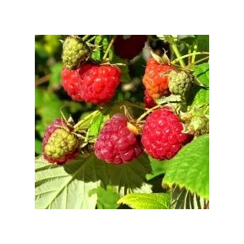 Sazenice Rubus idaeus Sugana 30/40 cm