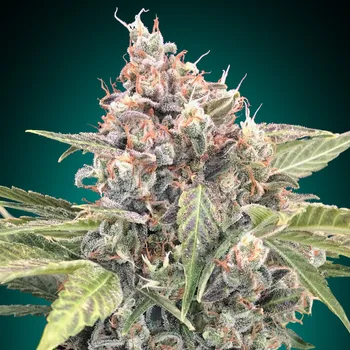 Semeno 00 Seeds Bank - Northern Lights CBD 5 ks