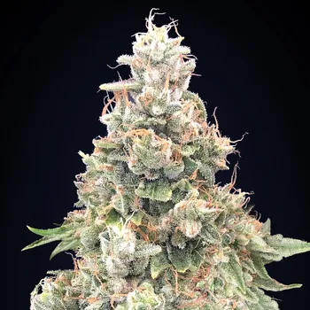 Semeno 00 Seeds Bank - California Kush Fast 5 ks