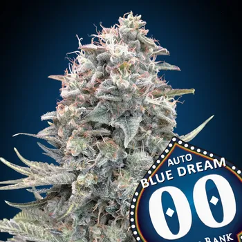 Semeno 00 Seeds Bank - Auto Blue Dream 3 ks