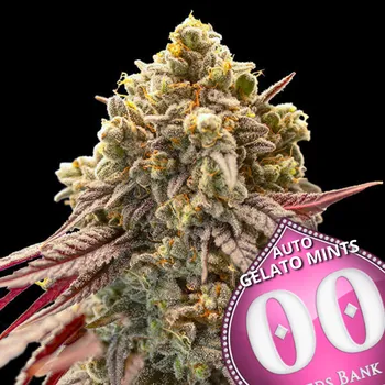 Semeno 00 Seeds Bank - Auto Gelato Mint 3 ks