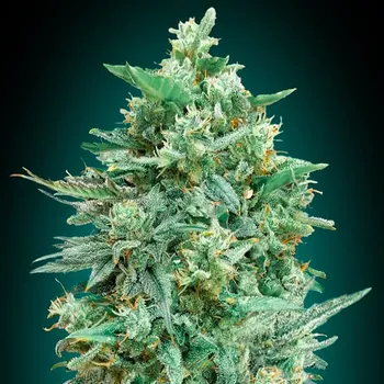 Semeno 00 Seeds Bank - Auto Northern Lights XXL 3 ks