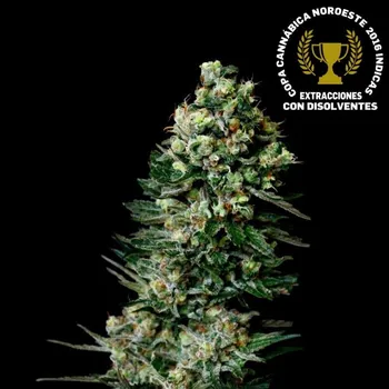 Semeno Absolute Cannabis Seeds - Chocolute F2 regular 10 ks