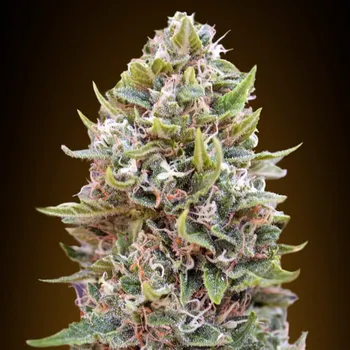 Semeno 00 Seeds Bank - Auto Cheese Berry 100 ks